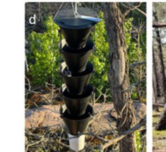 Pheromone trap in the burn