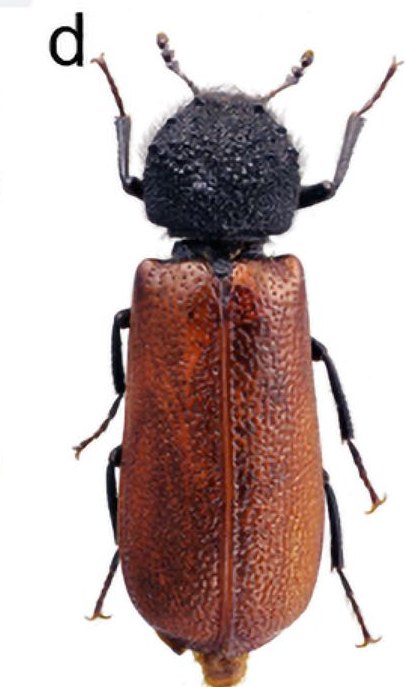 Bostrichus capucinus