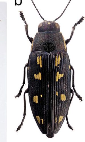 Buprestis novemmaculata