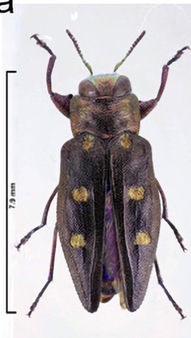 Chrysobothris igniventris