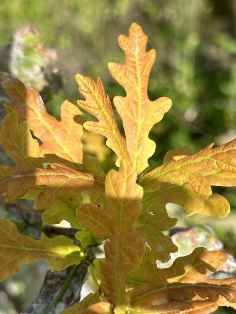 Deeply lobed yellow and orange oak leaves in sunlight with blurred green foliage in background