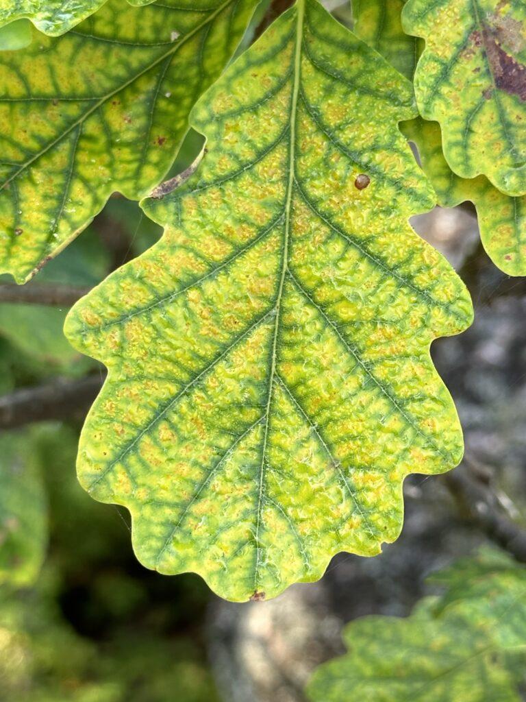 Bright green oak leaf with yellow spots and brown speckles, backlit by sunlight with blurred foliage behind