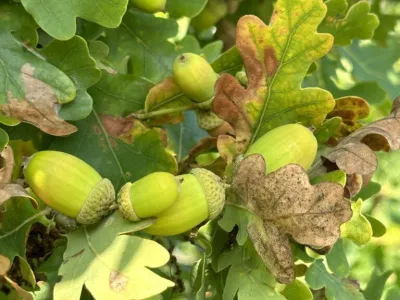 Young green acorns and lobed oak leaves in various stages of browning in sunlight