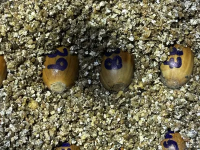 Wooden spheres with blue markings partially buried in coarse granular material