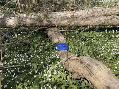 A fallen log with a blue tag lies across white flowering plants in a forest understory