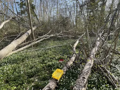 Fallen logs lie across a forest floor covered in white flowers with bare trees and blue sky visible above