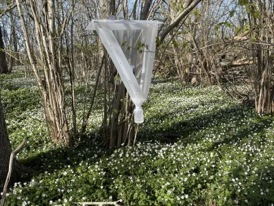 A white mesh net bag hangs from tree branches above a forest floor covered with small white flowers