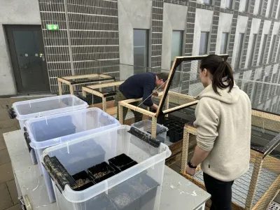 Two people work with clear plastic containers on a rooftop garden with wooden planting structures and city buildings visible…