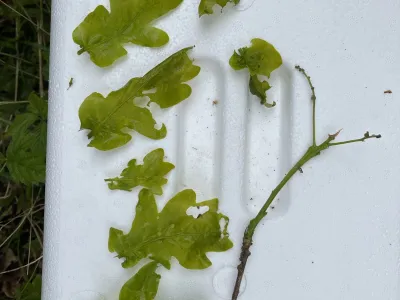 Green oak leaves and a brown stem arranged on a white paper towel against grass background