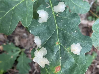 White flowers blooming on green leaves with brown spots and damage marks