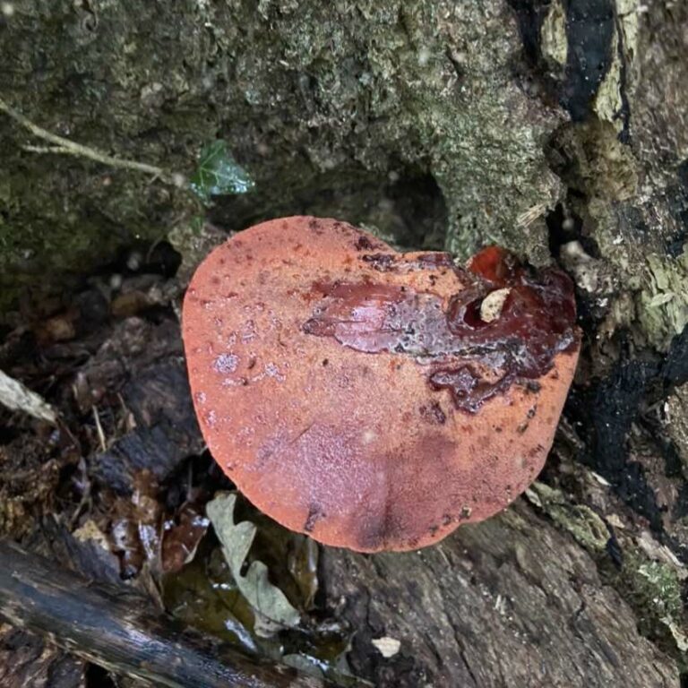 2:  Fistulina hepatica