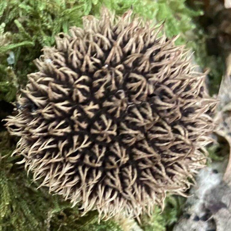 4: Lycoperdon echinatum